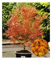 Produktbild: Japanischer Ahorn 'Katsura', 1 Pflanze Acer palmatum