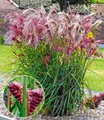 Produktbild: BALDUR Garten 1x Miscanthus Boucle®, Knolle in Größe I, winterharte Staude, mehrjährig, pflegeleicht, blühend, Schnittblume, Ziergras, Blickfang im Beet & Kübel, Miscanthus sinensis