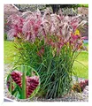 Produktbild: BALDUR Garten 1x Miscanthus Boucle®, Knolle in Größe I, winterharte Staude, mehrjährig, pflegeleicht, blühend, Schnittblume, Ziergras, Blickfang im Beet & Kübel, Miscanthus sinensis
