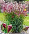 Produktbild: BALDUR Garten Gräser Miscanthus 'Boucle®', 1 St., Herbstfärbung, winterhart, mehrjährig, pflegeleicht