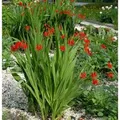 Produktbild: Garten Monbretie Red King - Crocosmia crocosmiiflora