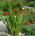 Produktbild: Garten Monbretie Red King - Crocosmia crocosmiiflora - lebende Gartenpflanze aus den Baumschulen