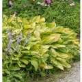 Produktbild: Funkie June Fever - Hosta cultorum