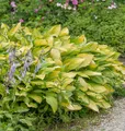 Produktbild: Funkie June Fever - Hosta cultorum
