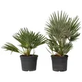 Produktbild: Plant in a Box Zwergpalme - Chamaerops Vulcano 2er Set Höhe 35-45cm