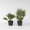 Produktbild: Plant in a Box - Vulkan Zwergpalme - 2 Stk - Chamaerops 'Vulcano' - Höhe 35-45cm - Topf 19cm