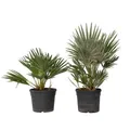 Produktbild: Plant in a Box - Chamaerops 'Vulcano' - 2er Set - Mediterrane Zwergpalme - Winterhart - Topf 19cm - Höhe 35-45cm - Kompakte palme