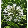 Produktbild: weiße Liebesblume Schmucklilie - Agapanthus africanus