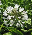 Produktbild: weiße Liebesblume Schmucklilie - Agapanthus africanus - lebende Gartenpflanze aus den Baumschulen