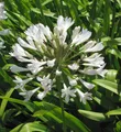 Produktbild: weiße Liebesblume Schmucklilie - Agapanthus africanus