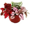Produktbild: Exotenherz Dreifarbige Punktblume Hypoestes Phyllostachya 12cm Topf mit Drei Verschiedenen Farben