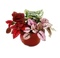 Produktbild: Exotenherz Zimmerpflanze Dreifarbige Punktblume- Hypoestes phyllostachya 12cm Topf
