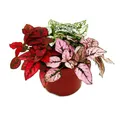Produktbild: Dreifarbige Punktblume- Hypoestes phyllostachya - 12cm Topf - mit drei Farben