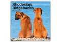 Produktbild: Wandkalender Rhodesian Ridgebacks - Rhodesian Ridgeback 2026 - 16-Monatskalender