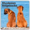 Produktbild: Rhodesian Ridgebacks - Rhodesian Ridgeback 2026 - 16-Monatskalender Browntrout P