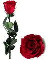Produktbild: St. Leonhard Infinity Rose: Rose für die Ewigkeit rot mit Stiel, 3-5 Jahre haltbar, 28 x 5 cm (Echte, Ewigkeitsrose, Ewige)