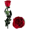 Produktbild: Rose für die Ewigkeit 
