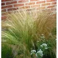 Produktbild: Engelshaargras Ponytails - Stipa tenuissima