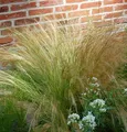 Produktbild: Engelshaargras Ponytails - Stipa tenuissima