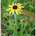Produktbild: Missouri Sonnenhut - Rudbeckia missouriensis
