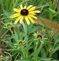 Produktbild: Missouri Sonnenhut - Rudbeckia missouriensis - lebende Gartenpflanze aus den Baumschulen
