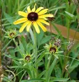 Produktbild: Missouri Sonnenhut - Rudbeckia missouriensis