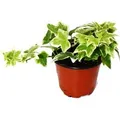 Produktbild: Exotenherz Hedera Helix Efeu Weißbuntes Laub 9cm Topf