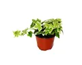 Produktbild: Exotenherz Zimmerpflanze Hedera helix - weißbuntes Laub, 9cm Topf