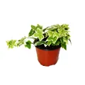 Produktbild: Expotenherz - Hedera helix - Efeu, weißbuntes Laub, 9cm Topf