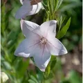 Produktbild: Ballonblume Perlmutterschale - Platycodon grandiflorus