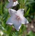 Produktbild: Ballonblume Perlmutterschale - Platycodon grandiflorus