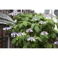 Produktbild: Hydrangea Aspera Samthortensie 100-125 cm