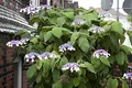 Produktbild: Samthortensie Hydrangea aspera Macrophylla 100-125 cm winterhart