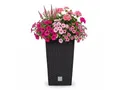 Produktbild: Prosperplast Blumentopf Rato Square (50 cm), inkl. Einsatz