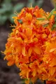 Produktbild: Rhododendron luteum 'Klondyke', gelb-orange, 40–50 cm