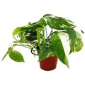 Produktbild: Exotenherz Weißbunte Gemusterte Efeutute Epipremnum Variegata Scindapsus 12cm Topf Rankende Zimmerpflanze