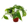 Produktbild: Weiß-bunte gemusterte Efeutute Epipremnum variegata Scindapsus 12cm Topf rankende Zimmerpflanze