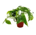 Produktbild: Exotenherz Zimmerpflanze Weiß-bunte Efeutute Epipremnum variegata Scindapsus 12cm Topf