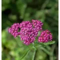 Produktbild: Schafgarbe Cerise Queen - Achillea millefolium