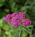 Produktbild: Schafgarbe Cerise Queen - Achillea millefolium