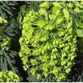 Produktbild: Palisaden Wolfsmilch Humpty Dumpty - Euphorbia characias