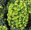 Produktbild: Palisaden Wolfsmilch Humpty Dumpty - Euphorbia characias - lebende Gartenpflanze aus den Baumschulen