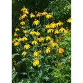 Produktbild: Rudbeckia Nitida Juligold Scheinsonnenhut Ca. 11x11 cm Topf