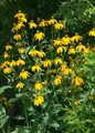 Produktbild: Pflanzen für Dich Staude Rudbeckia nitida Juligold, 1 St., Schein-Sonnenhut, Sonnenhut