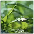 Produktbild: ARTland Wanddeko Glasbilder Wandbild Glas Bild einteilig Quadratisch Natur Botanik Pflanzen Gräser Wassertropfen Gras Sommer Sonne Grün T5SE