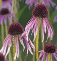 Produktbild: Schmalblättriger Sonnenhut - Echinacea angustifolia