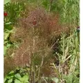 Produktbild: Purpur Fenchel - Foeniculum vulgare