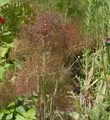 Produktbild: Purpur Fenchel - Foeniculum vulgare
