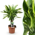 Produktbild: Dracaena fragrans Golden Coast - Drachenbaum - Pflegeleicht - Grün - 50-55cm - Ø17cm - Zimmerpflanze - Immergrün