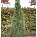 Produktbild: Blaue Kegelzypresse 50-60cm - Chamaecyparis,awsoniana
